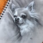 Sketch of Chula - by Lisa Acciai