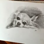 Sketch of Chula - by Lisa Acciai