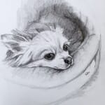 Sketch of Chula2 - by Lisa Acciai