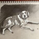 Sketch of Shamus - by Lisa Acciai