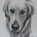 Golden Retreiver drawing by Lisa Acciai