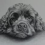 Jethro the Cocker Spaniel drawing by Lisa Acciai